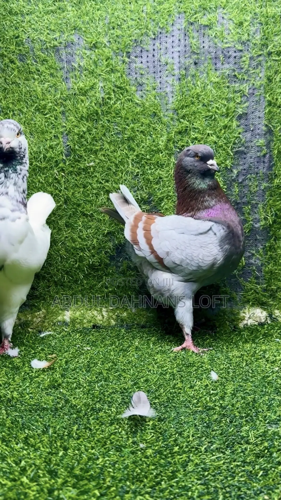 King Jumbo Breeding Pair