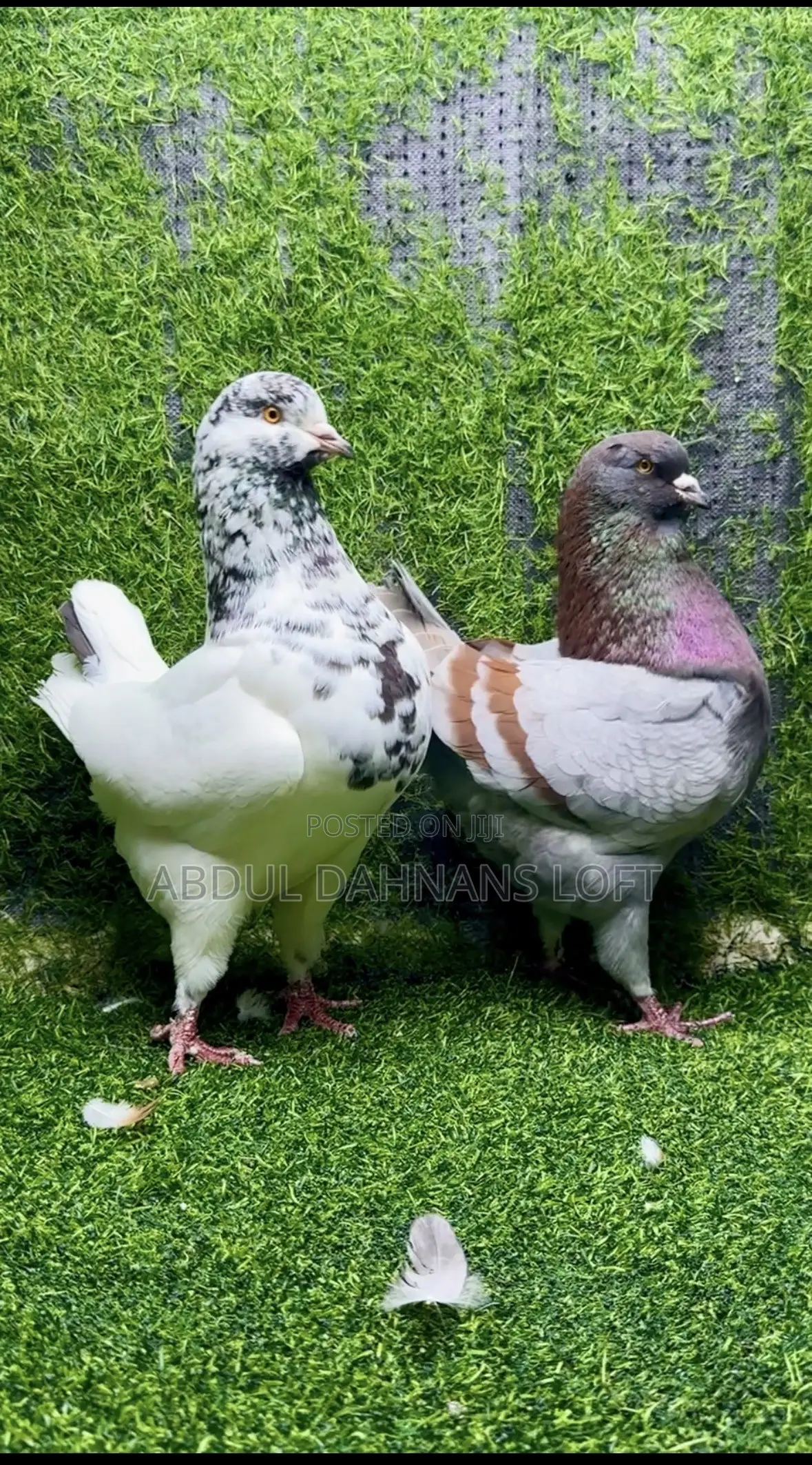 King Jumbo Breeding Pair