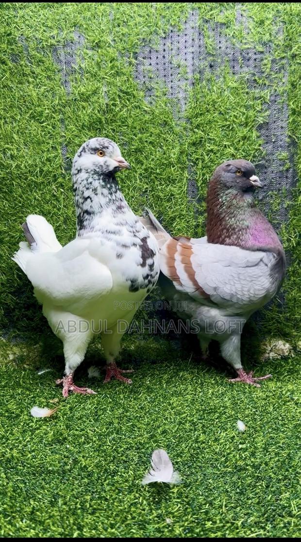King Jumbo Breeding Pair - thumbnail 3