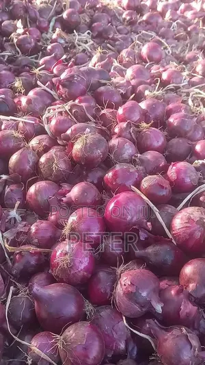 Onions Kitungu Fresh Yenye Imekauka