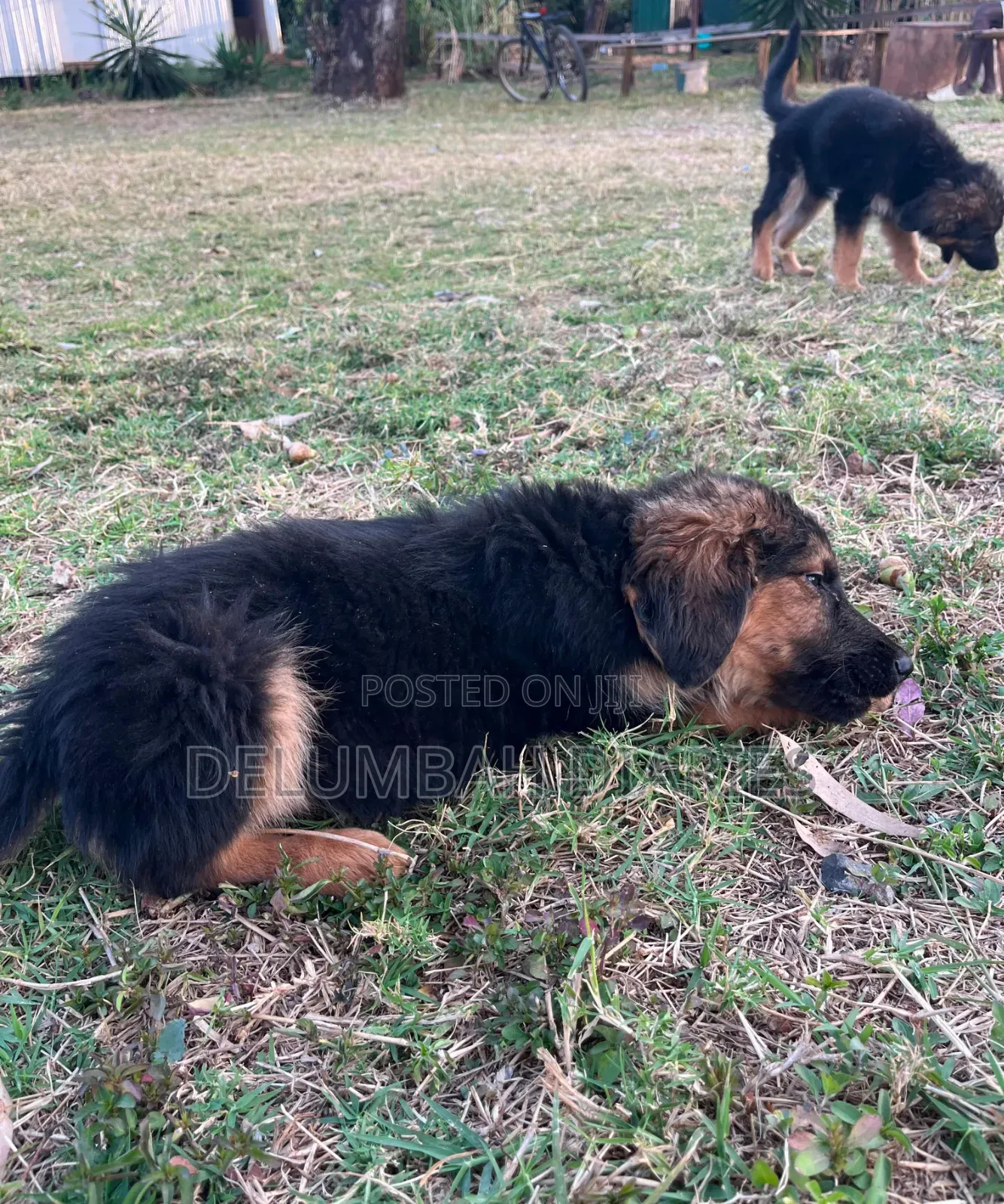 1-3 months Female Purebred German Shepherd