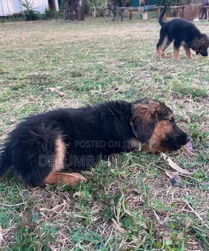 1-3 months Female Purebred German Shepherd