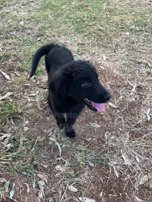 1-3 months Female Purebred German Shepherd