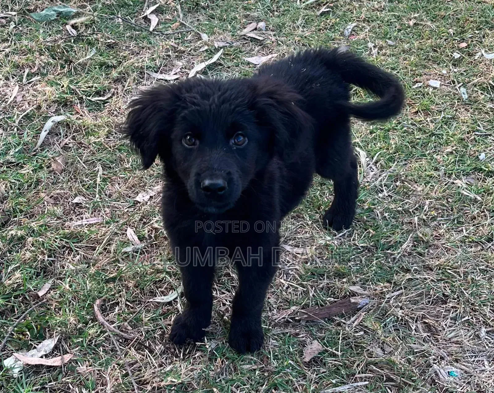 1-3 months Female Purebred German Shepherd
