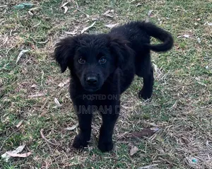 1-3 months Female Purebred German Shepherd