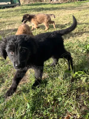 1-3 months Female Purebred German Shepherd