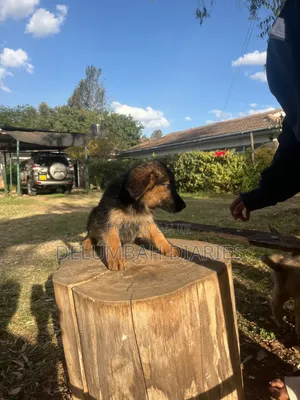 1-3 months Female Purebred German Shepherd