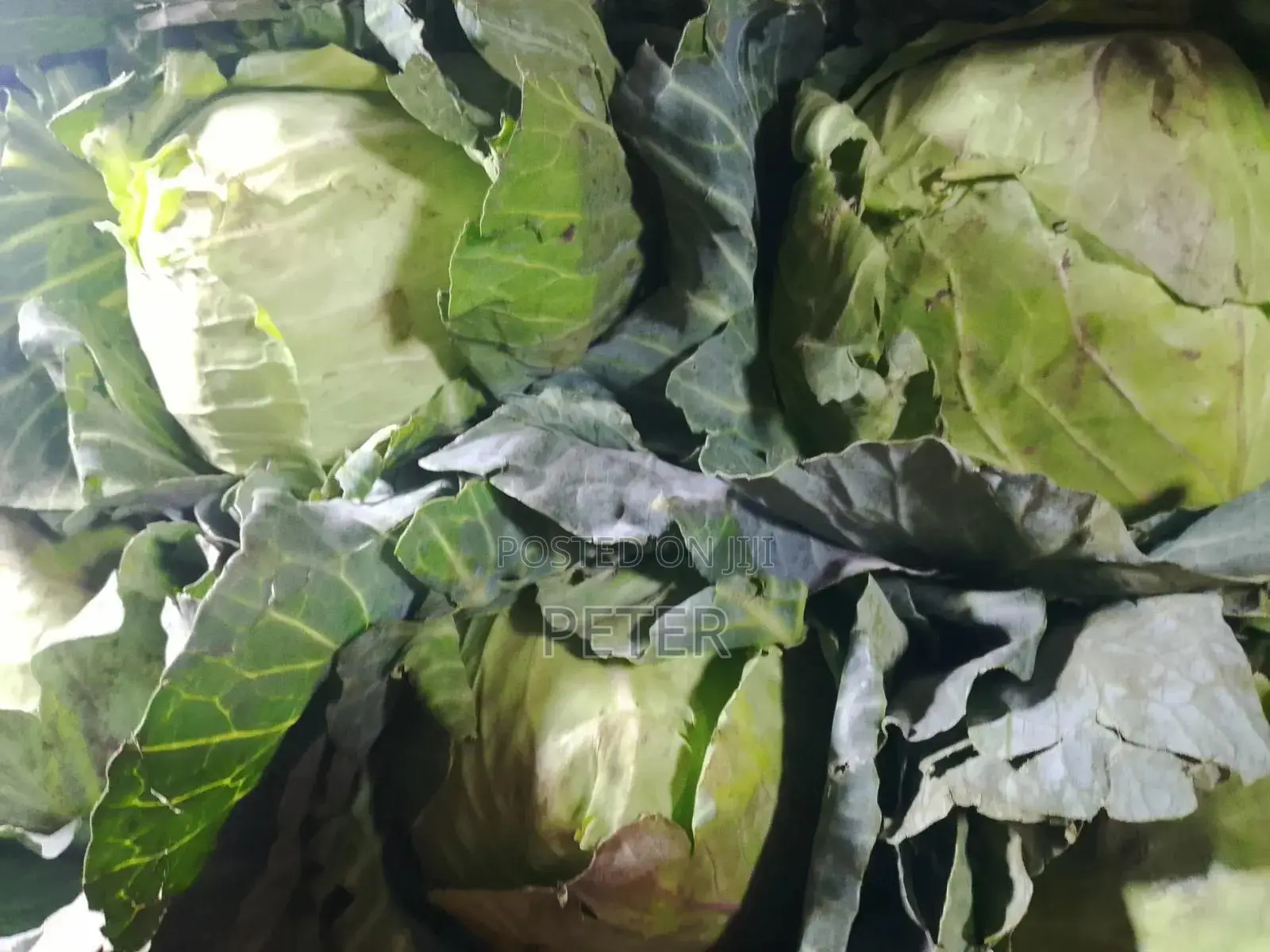 Cabbage Fresh Kwa Bei Poa