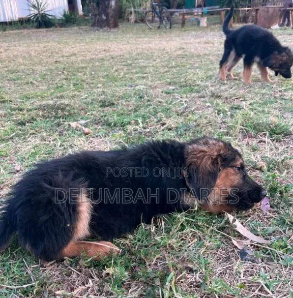 1-3 months Female Purebred German Shepherd