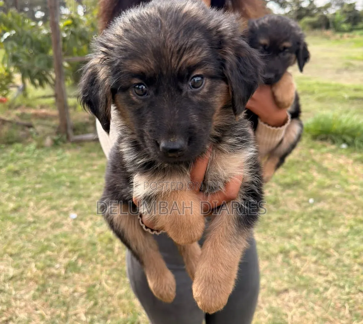 1-3 months Female Purebred German Shepherd