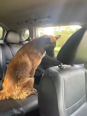 1-3 months Male Mixed Breed Belgian Malinois