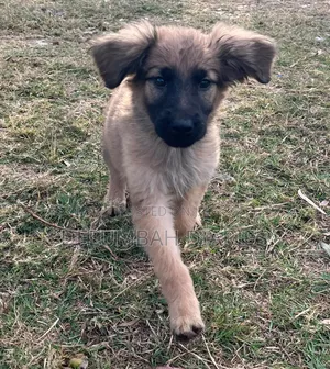 1-3 months Male Mixed Breed Belgian Malinois