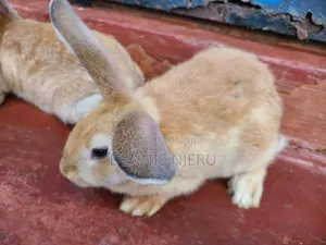 Flemish Giant Rabbit