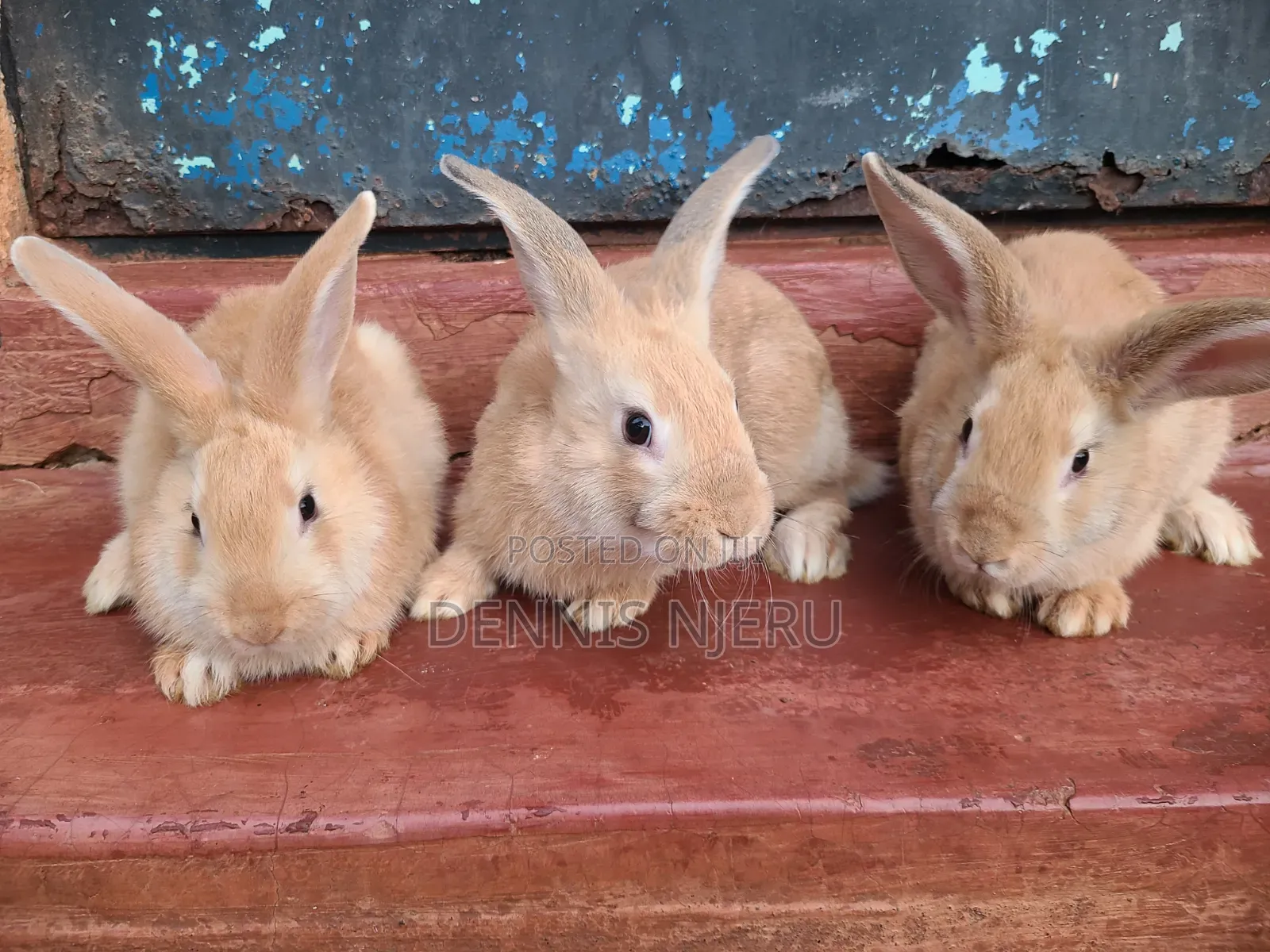 Flemish Giant Rabbit