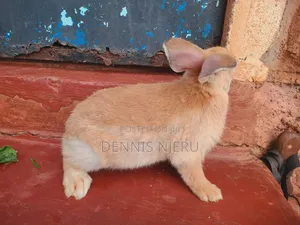 Flemish Giant Rabbit