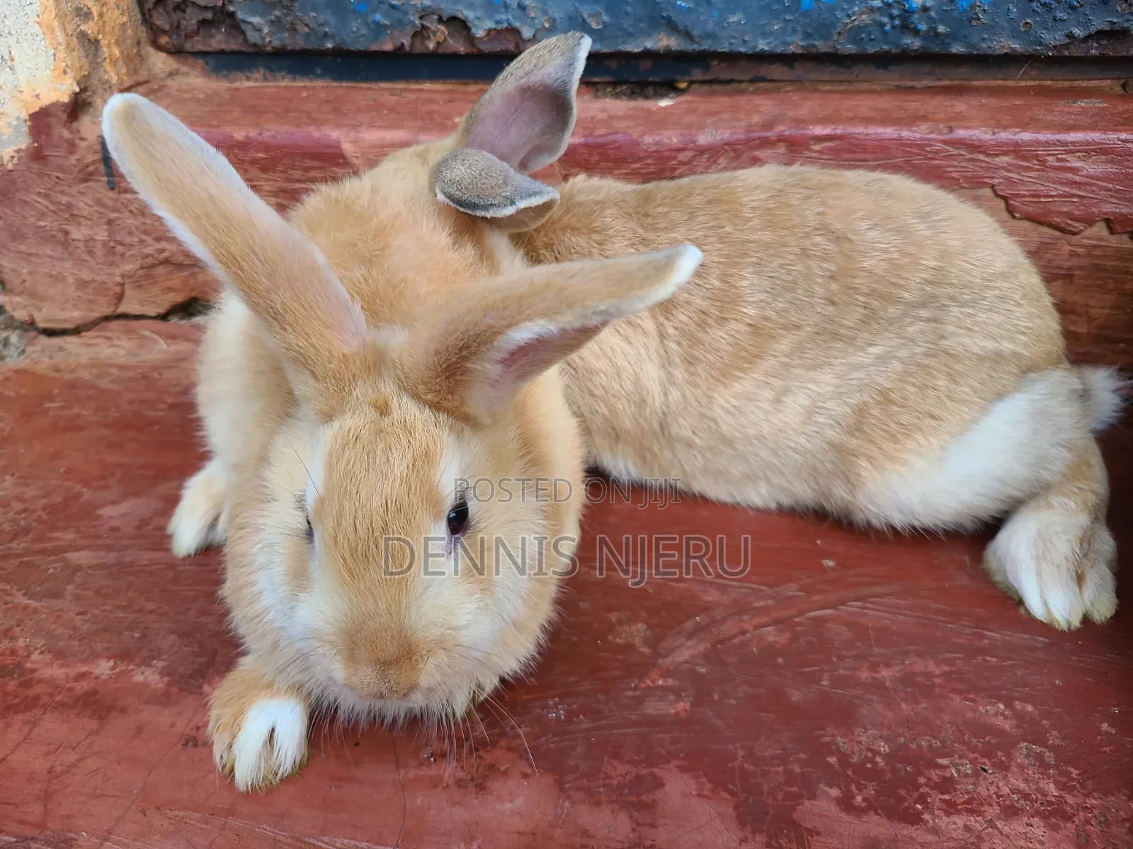 Flemish Giant Rabbit
