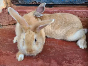 Flemish Giant Rabbit