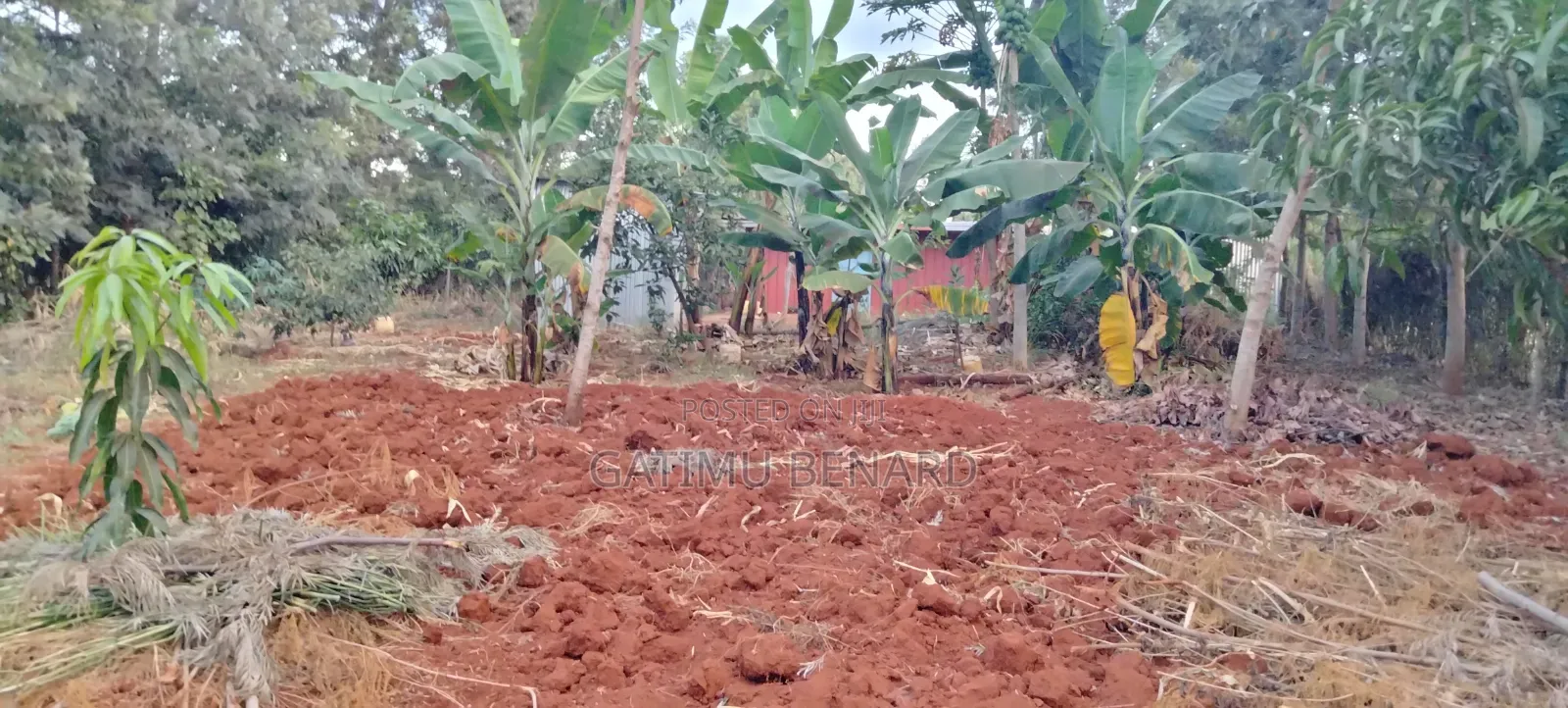 Prime Quarter Acre for Sale in Kirinyaga Ngucui Kimbimbi