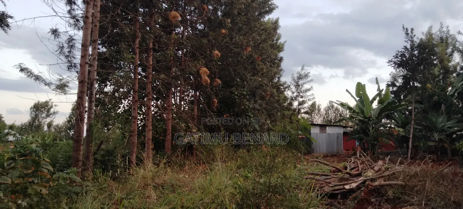 Prime Quarter Acre for Sale in Kirinyaga Ngucui Kimbimbi