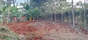 Prime Quarter Acre for Sale in Kirinyaga Ngucui Kimbimbi