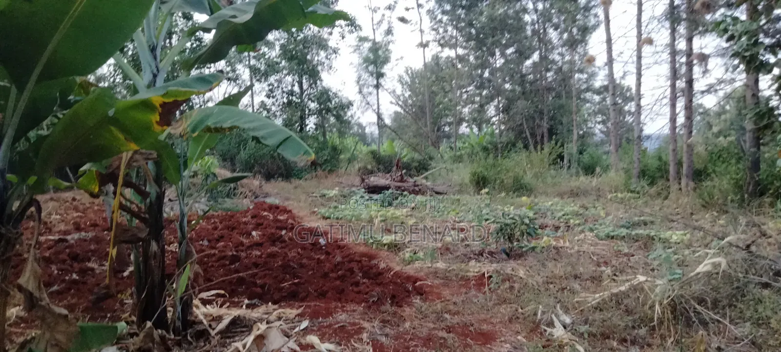 Prime Quarter Acre for Sale in Kirinyaga Ngucui Kimbimbi
