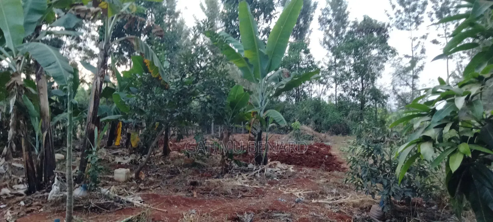 Prime Quarter Acre for Sale in Kirinyaga Ngucui Kimbimbi