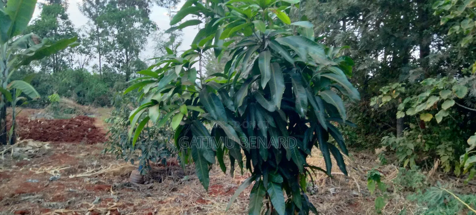 Prime Quarter Acre for Sale in Kirinyaga Ngucui Kimbimbi