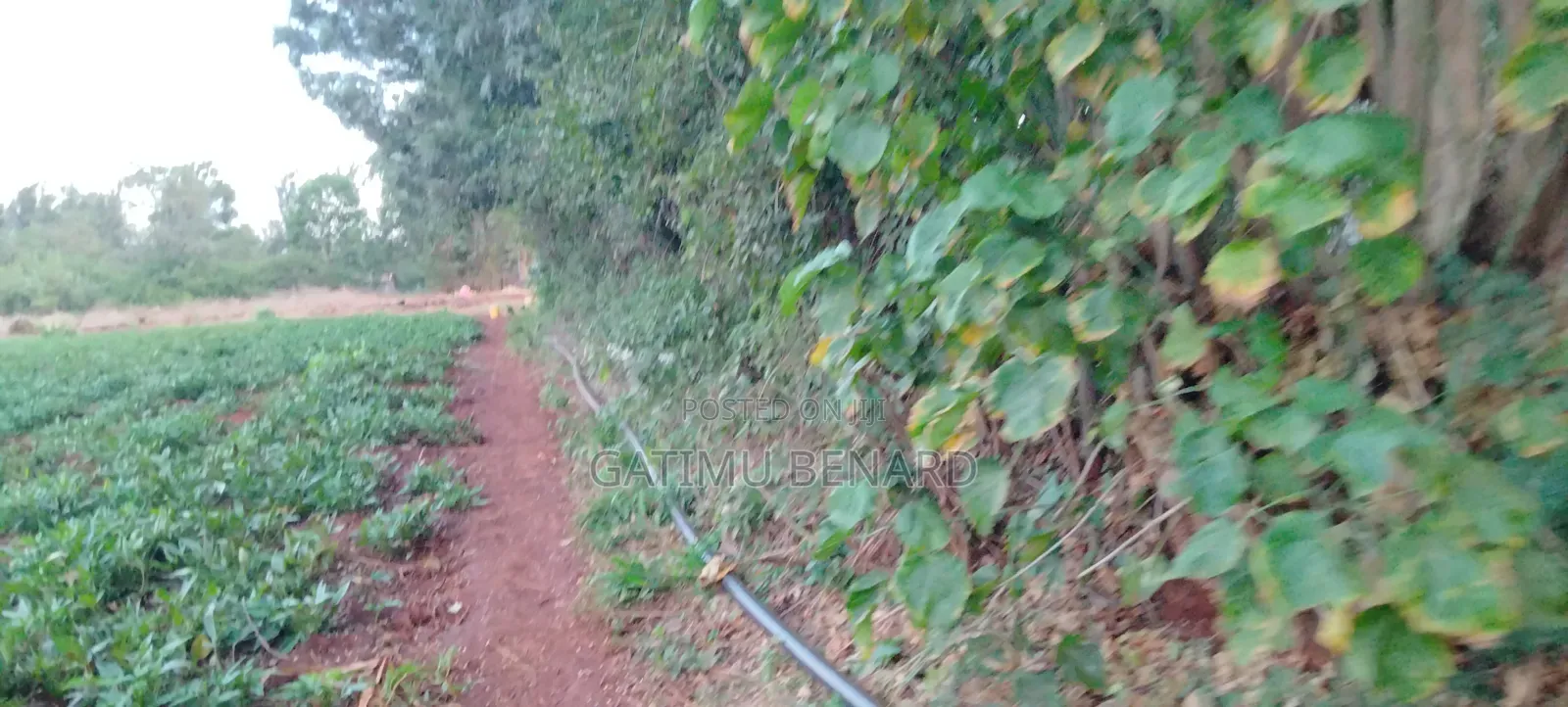 Prime Quarter Acre for Sale in Kirinyaga Ngucui Kimbimbi