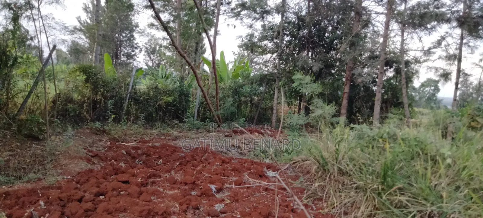 Prime Quarter Acre for Sale in Kirinyaga Ngucui Kimbimbi