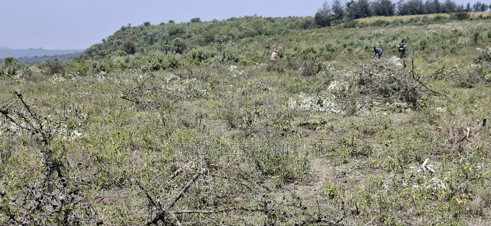 50×100 Residential Plots for Sale – Langa Langa, Gilgil |