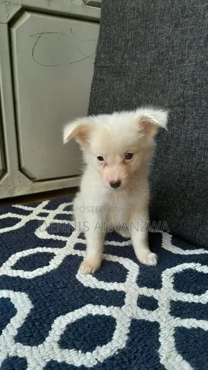 1-3 months Male Purebred Japanese Spitz