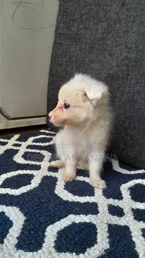 1-3 months Male Purebred Japanese Spitz