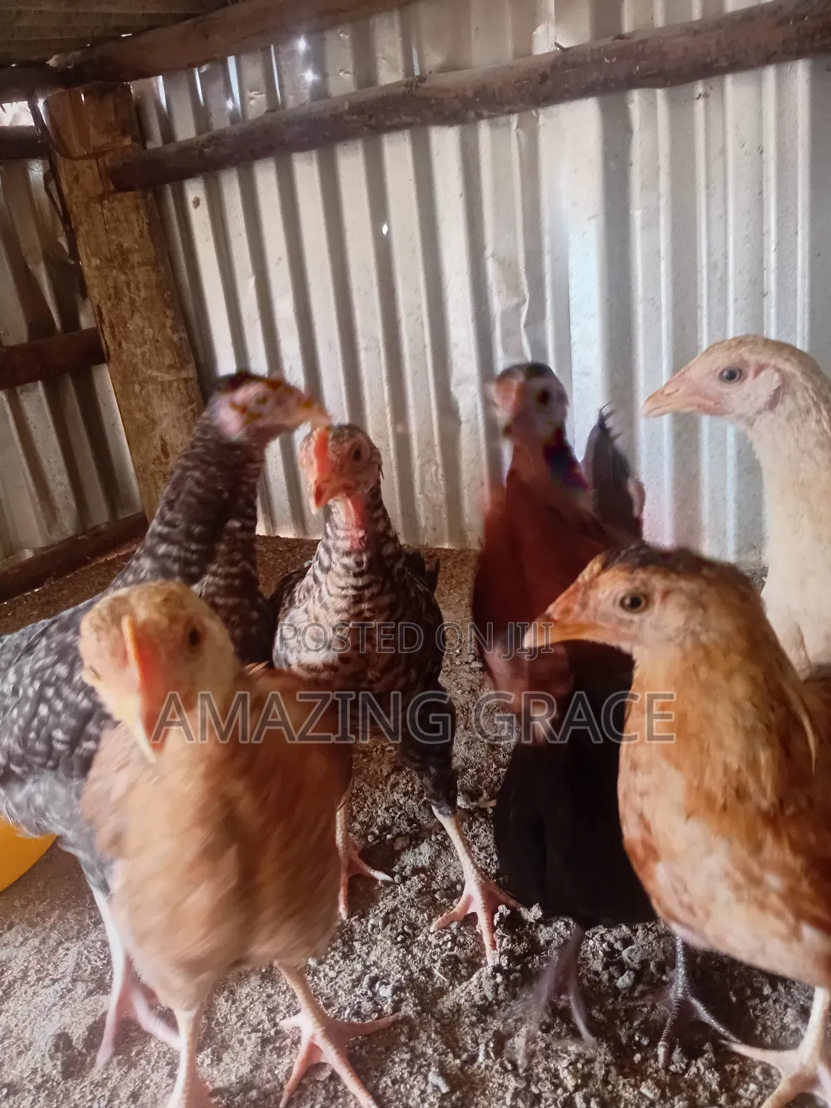Kienyeji Chicks