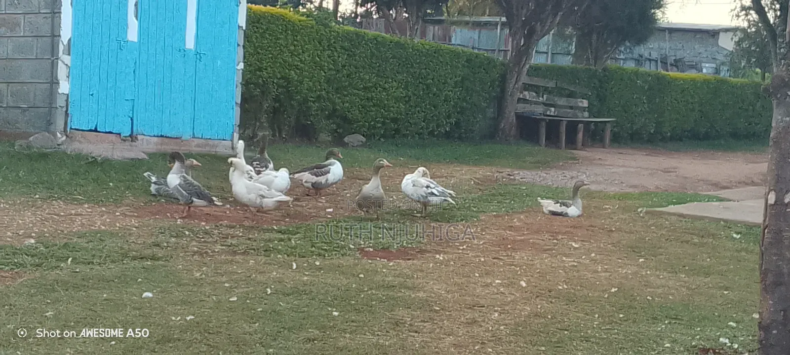 A Framer Who Luves Ducks