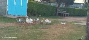 A Framer Who Luves Ducks