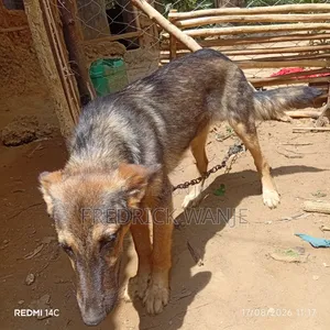 6-12 months Male Purebred German Shepherd