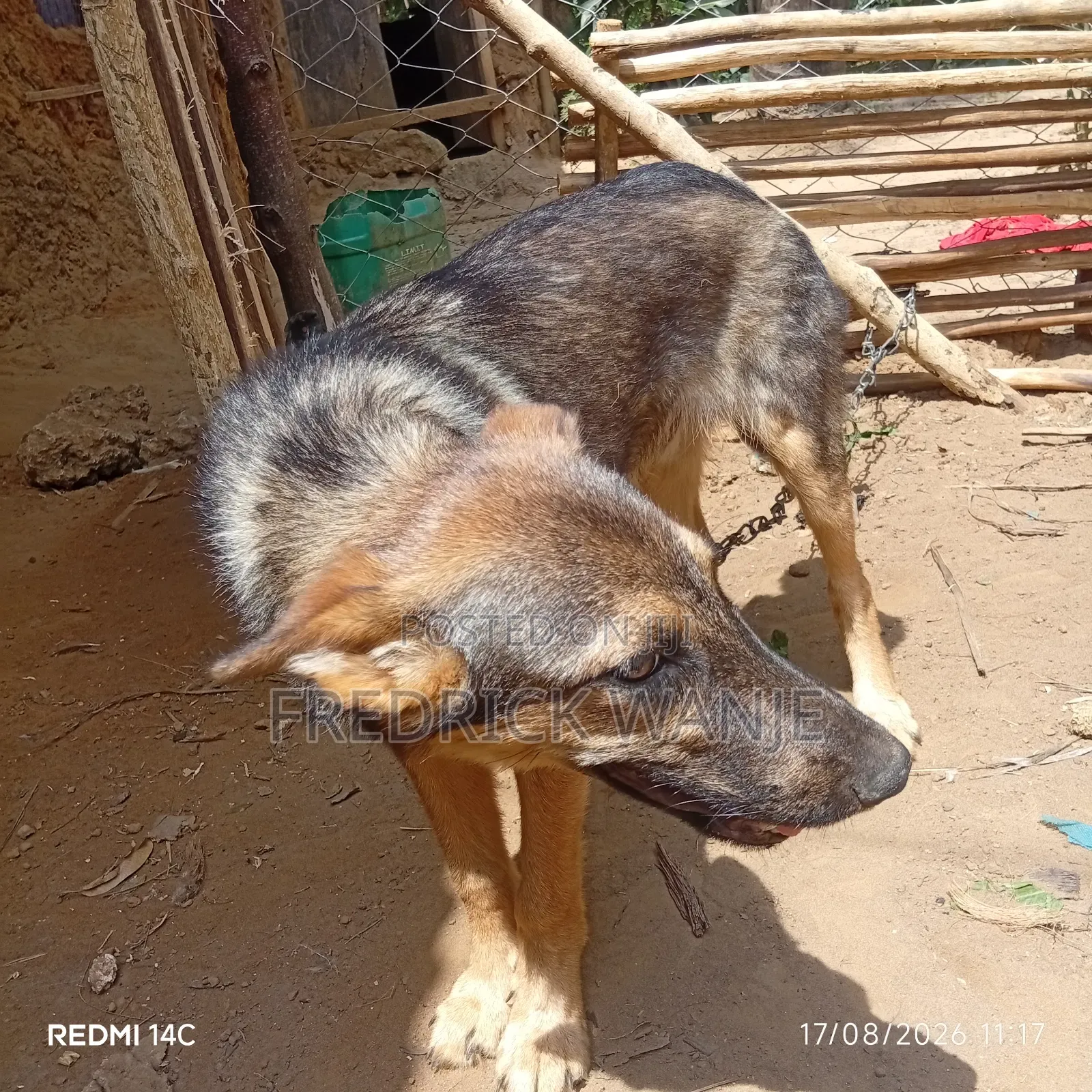 6-12 months Male Purebred German Shepherd