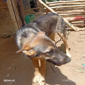 6-12 months Male Purebred German Shepherd