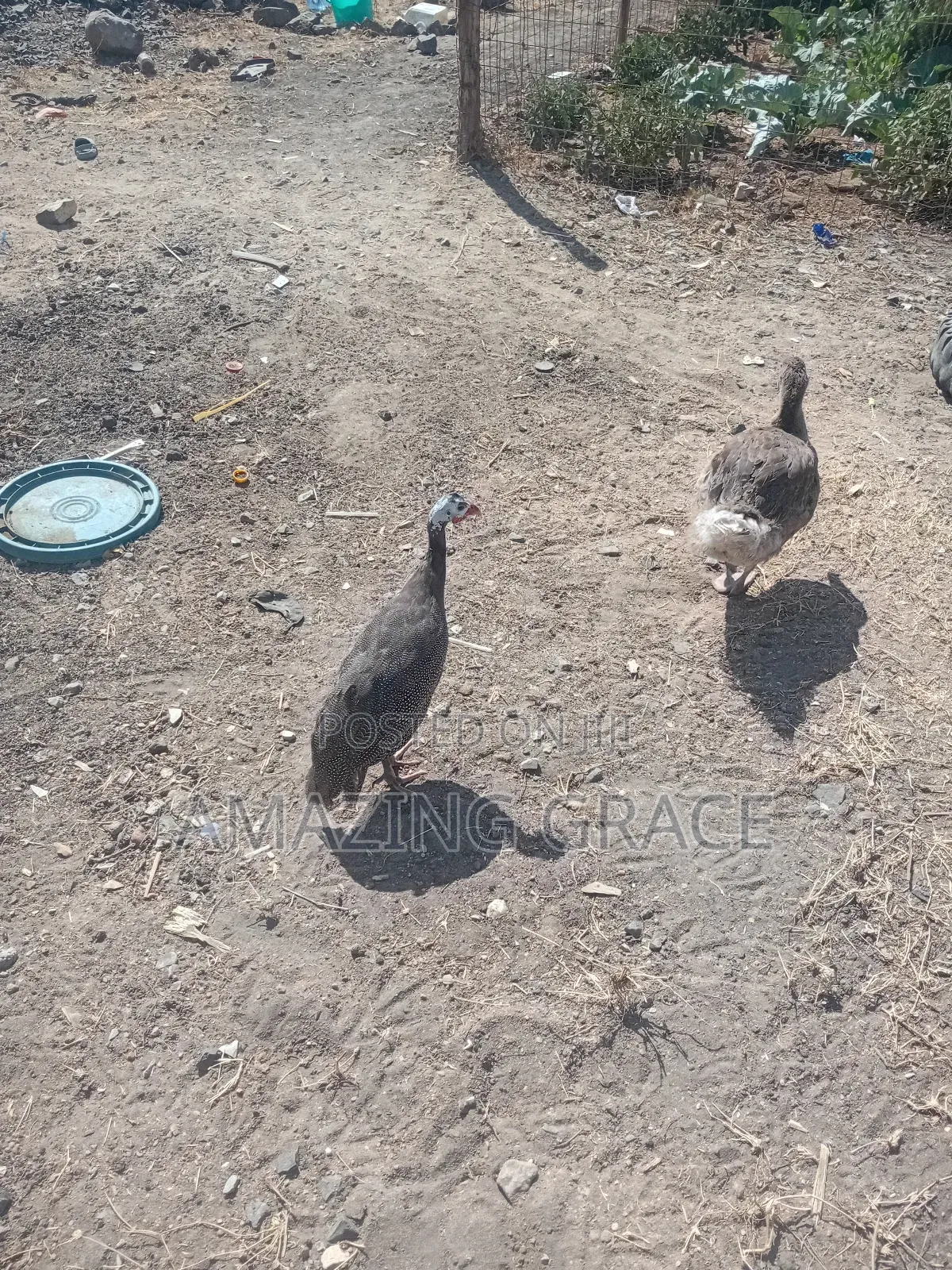 Mature Female Guinea Fowl