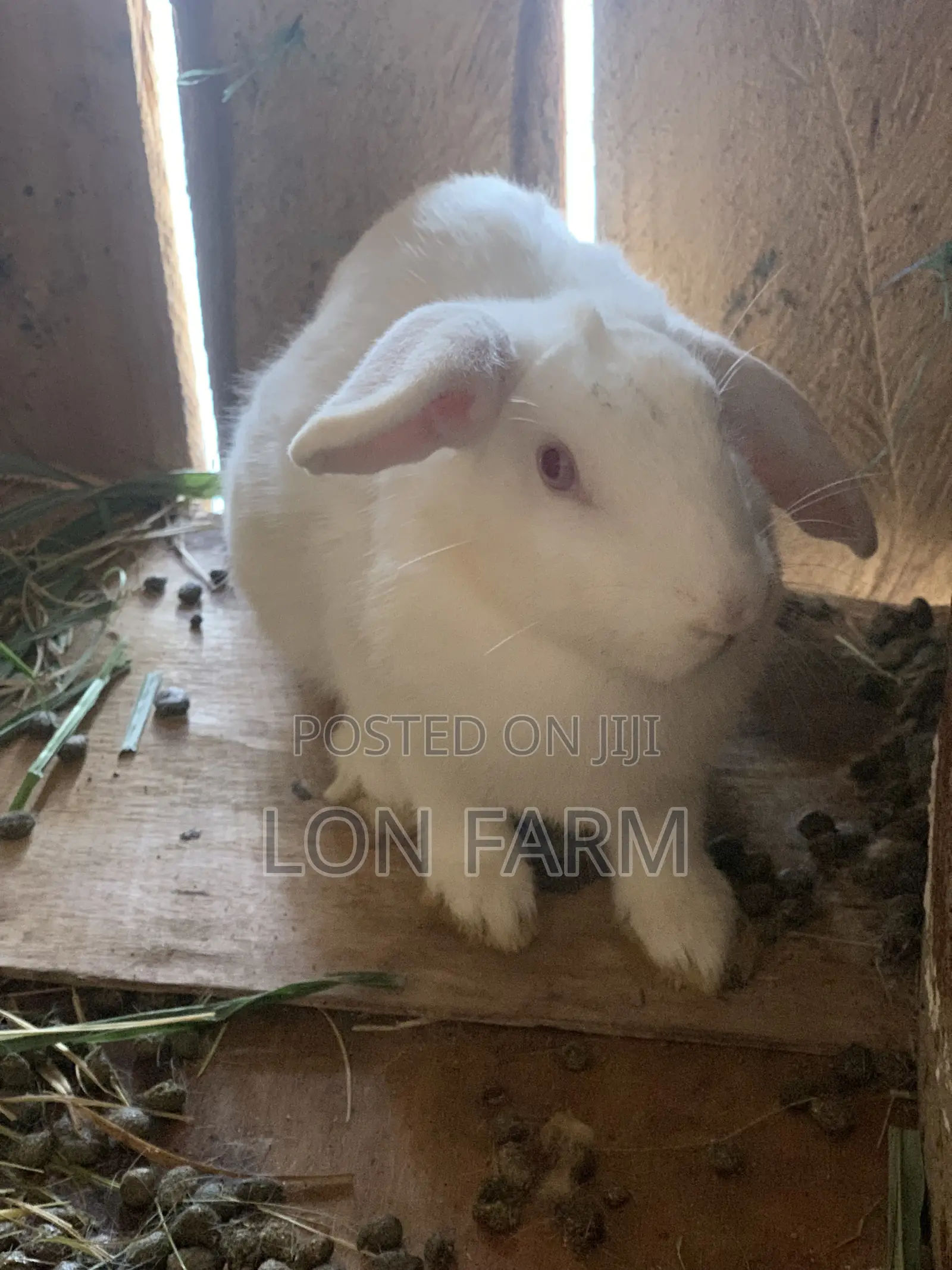High Quality Rabbits