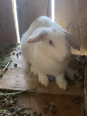 High Quality Rabbits