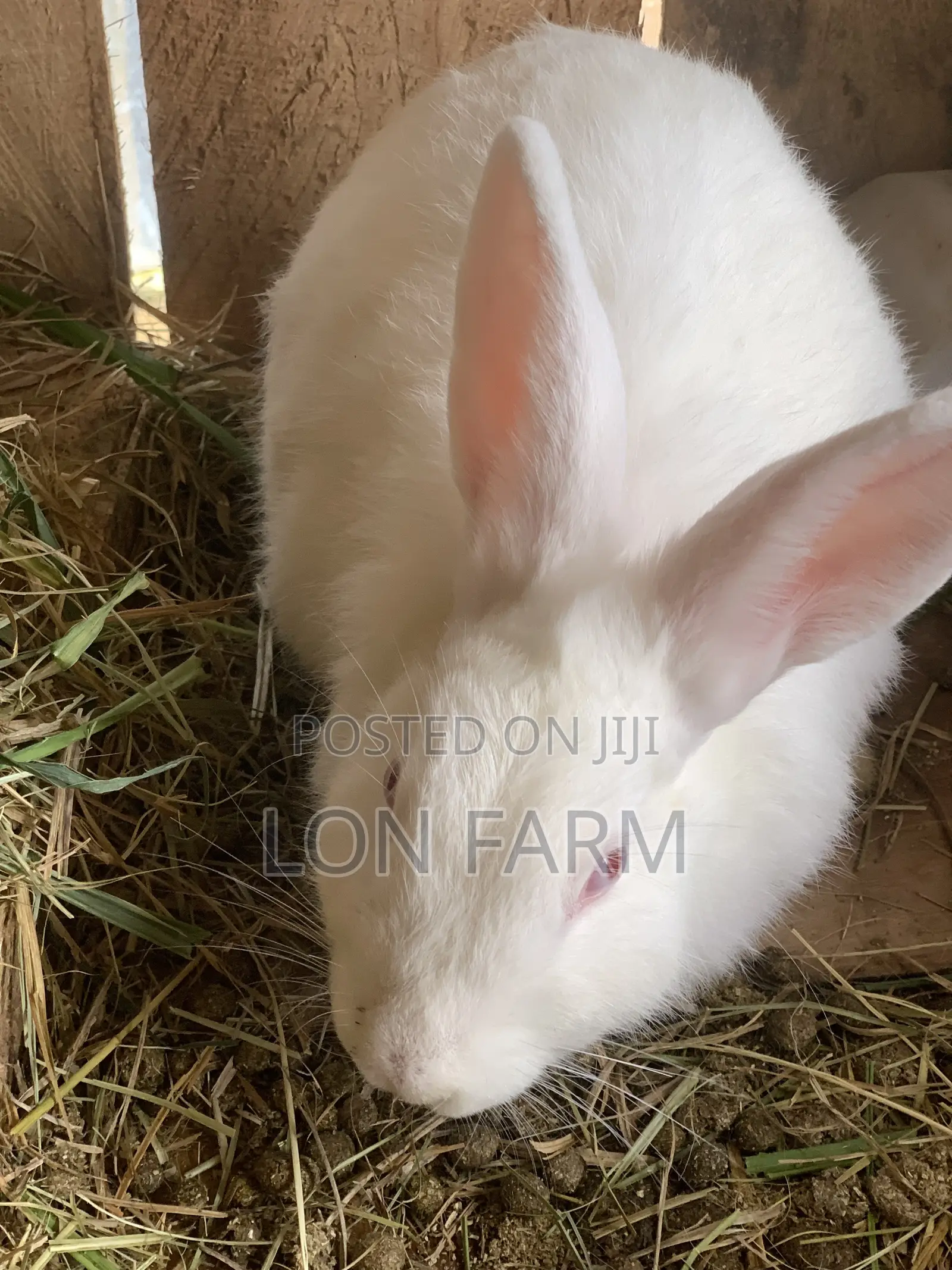 High Quality Rabbits