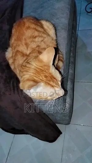 3-6 months Male Purebred Tabby
