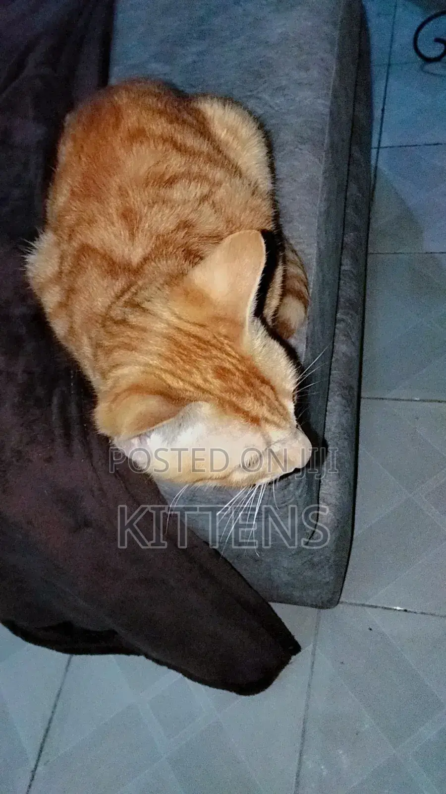 3-6 months Male Purebred Tabby