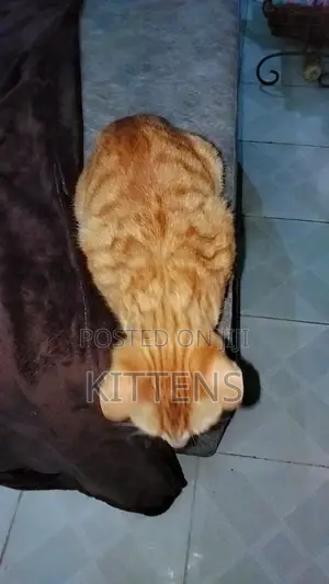 3-6 months Male Purebred Tabby
