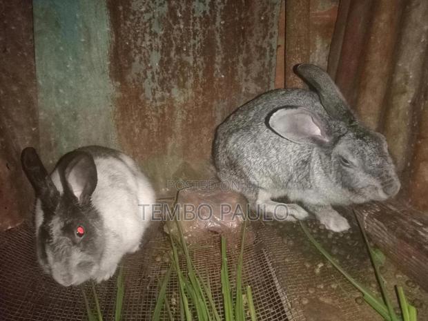 Mature Female Rabbits 1000 Each