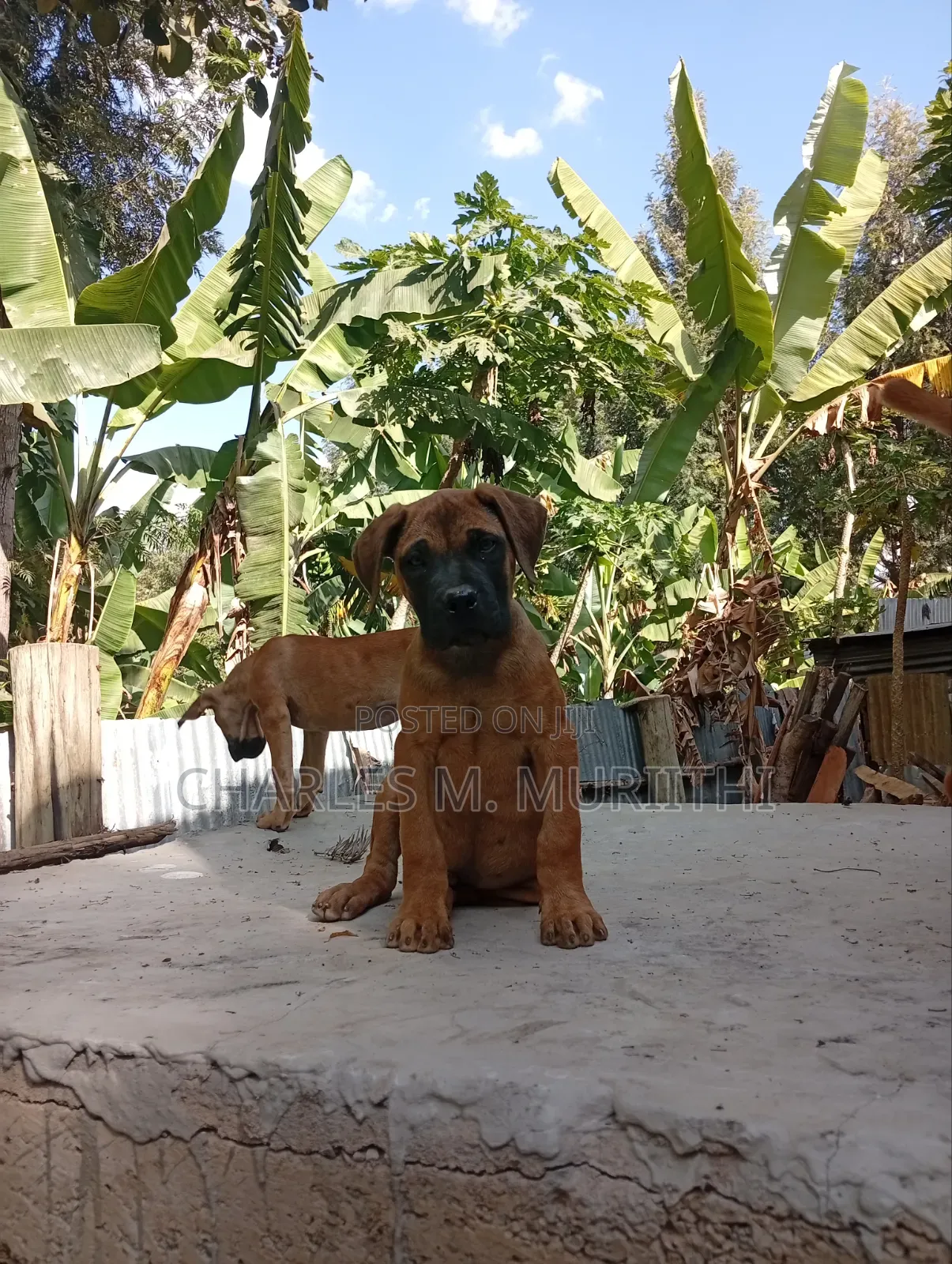 1-3 months Male Purebred Boerboel