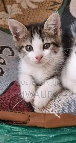 1-3 months Male Mixed Breed American Shorthair