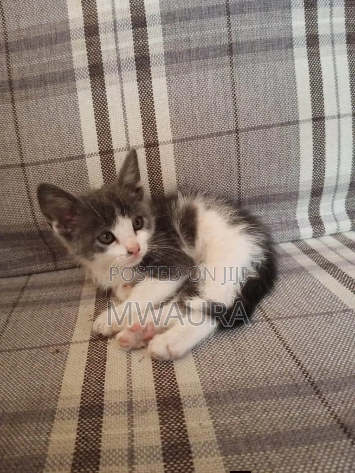 1-3 months Male Mixed Breed American Shorthair
