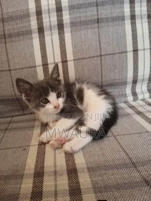 1-3 months Male Mixed Breed American Shorthair